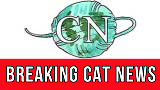 Картинка комикс Breaking Cat News