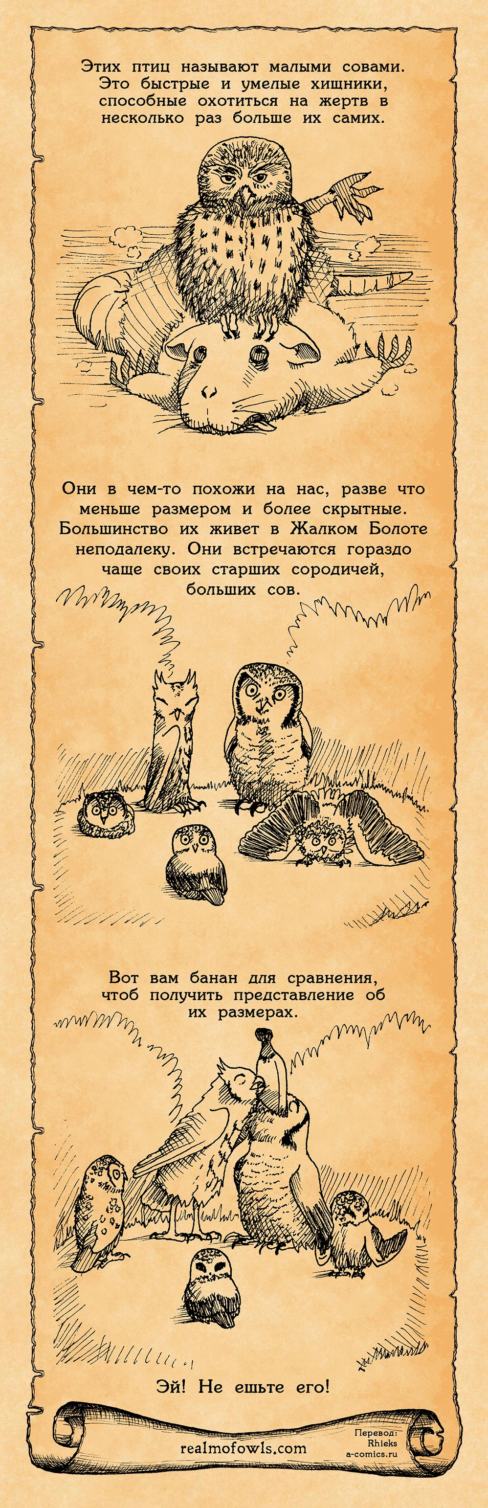 Малые совы комикс Царство Сов [Realm of Owls] на русском читать онлайн на  сайте Авторский Комикс