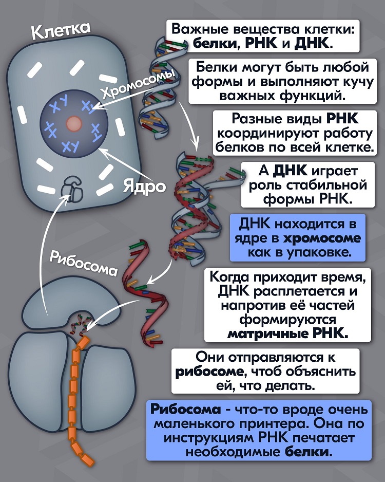 Как работает ДНК