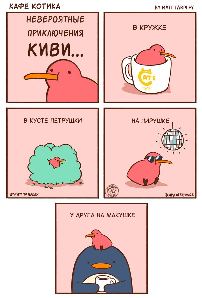 Киви кэт