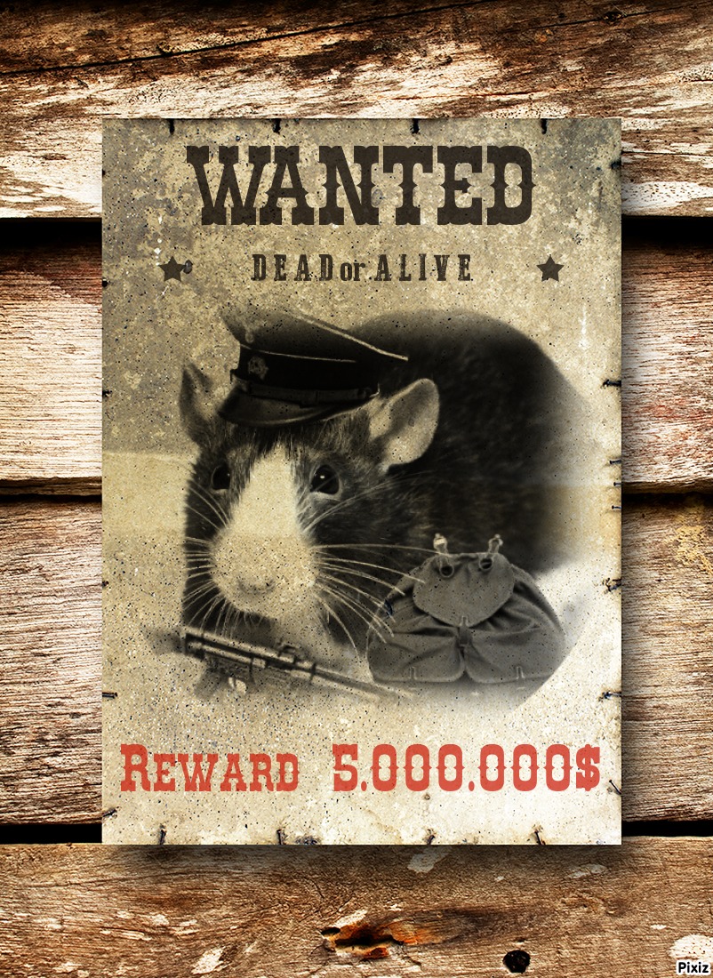 WANTED Ratich