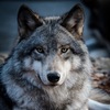 Изображение пользователя Wolfy-Moon87