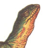 Изображение пользователя Lagarto