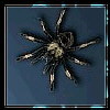 Изображение пользователя spider-collar